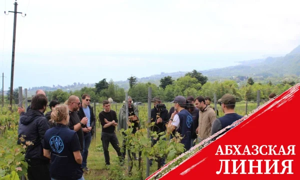 
Современные подходы в виноградарстве: абхазские специалисты освоили новые практики
