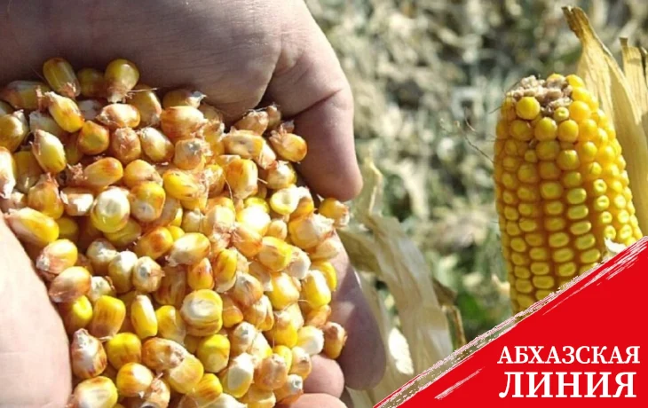 
4 млн рублей выделено на приобретение посевной кукурузы
