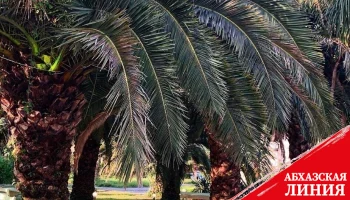 
В Гагре и Новом Афоне установят феромоновые ловушки пальмовых долгоносиков
