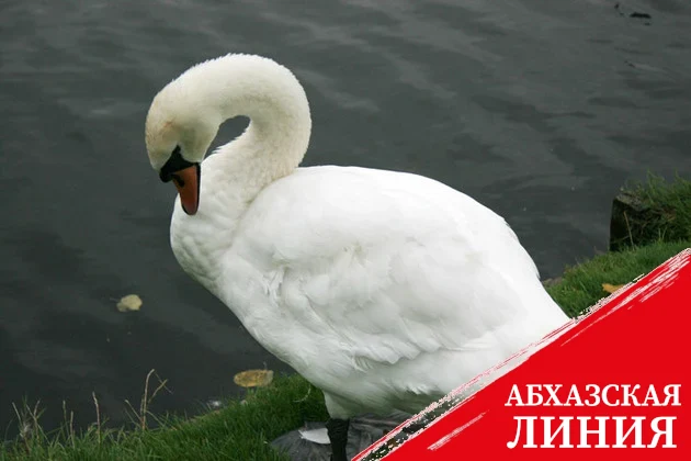 Отель Rixos Aktau может быть причастен к смерти 800 лебедей в Казахстане