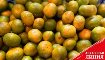 
До 593 тонн мандаринов экспортировано  из Абхазии с конца сентября
