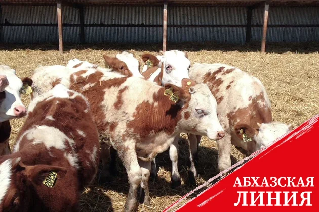 Северная Осетия значительно нарастила экспорт животных кормов в Грузию и Азербайджан