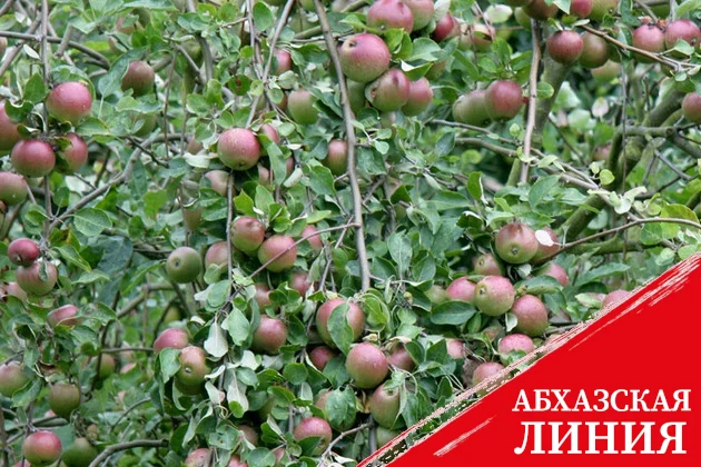 Сосны и яблони со Ставрополья будут расти в Узбекистане, Казахстане, Кыргызстане