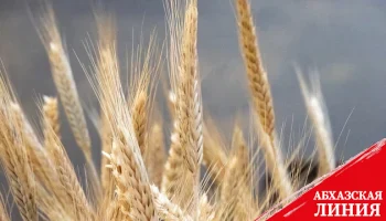 Эрдоган хочет обсудить с Путиным будущее "зерновой сделки"