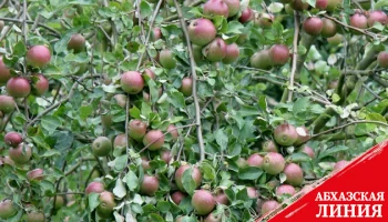 Сосны и яблони со Ставрополья будут расти в Узбекистане, Казахстане, Кыргызстане