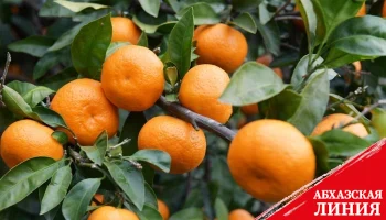 С начала мандаринового сезона в Россию экспортировано почти 22 тысячи тонн цитрусовых