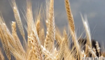 Россия готовится поставить в Турцию 1 млн тонн зерна