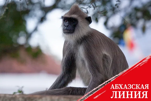 Оспа обезьян в России: болезнь завезли в Санкт-Петербург