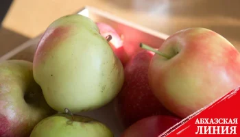 Алматинские яблоки могут стать мировым брендом