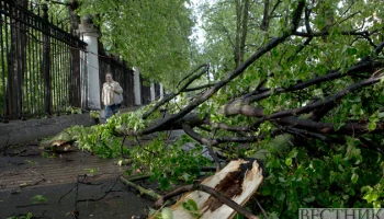 Сильный ветер в Тбилиси: повалены деревья и повреждены ЛЭП