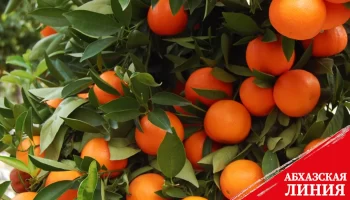 С конца сентября из Абхазии экспортировали  2844 тонны мандаринов 
