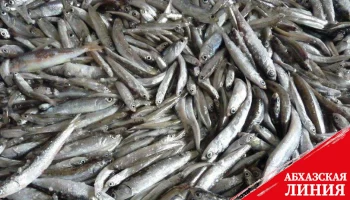 Савелий Читанава: лов рыбы в абхазской акватории осуществляется в соответствии с утвержденными квотами  