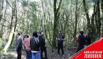 Эко-акцию по восстановлению самшитовых лесов провели в Пицунде 