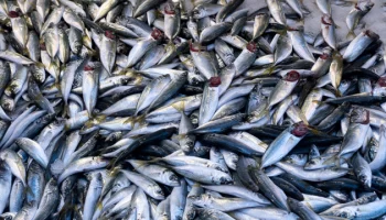 Переработка рыбы впервые станет безотходной в одной из областей Казахстана