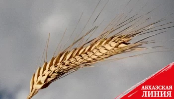 Турция настаивает на возрождении зерновой сделки